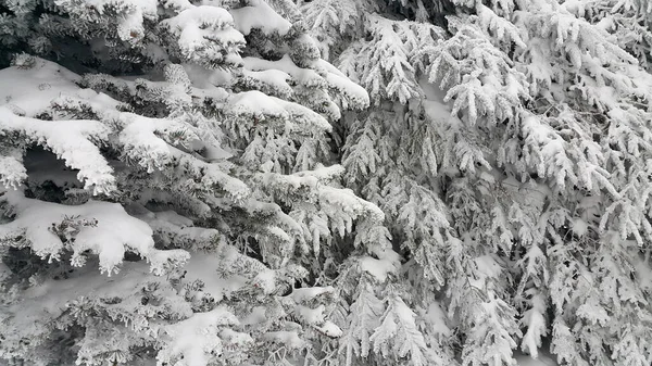 冬の山の雪に覆われた美しい針葉樹の木 — ストック写真