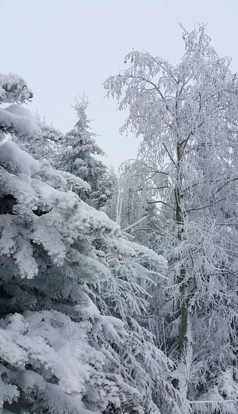 雪に覆われた木々 美しい冬の風景 — ストック写真