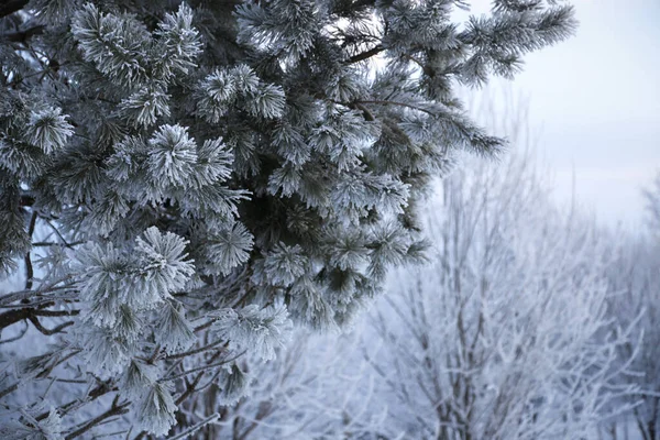 Dennentakken Bedekt Met Vorst Prachtig Winterlandschap — Stockfoto