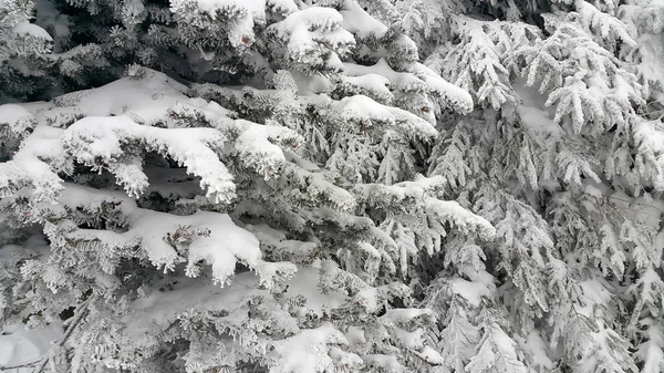 Beaux Conifères Couverts Neige Dans Les Montagnes Hiver — Photo