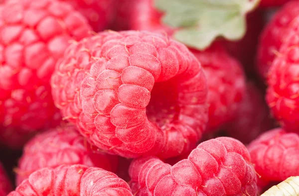 Raspberry — Stock Photo, Image