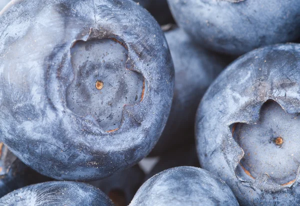 Many blueberries — Stock Photo, Image