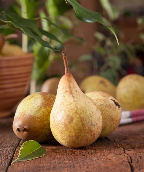 Ripe pears — Stock Photo, Image