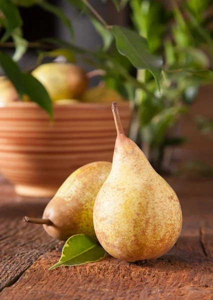 Ripe pears — Stock Photo, Image