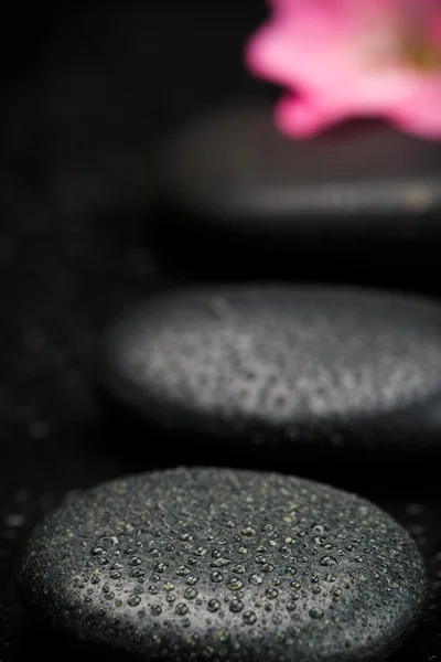 石とペタル — ストック写真