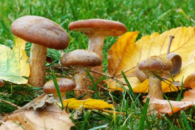 Armillaria