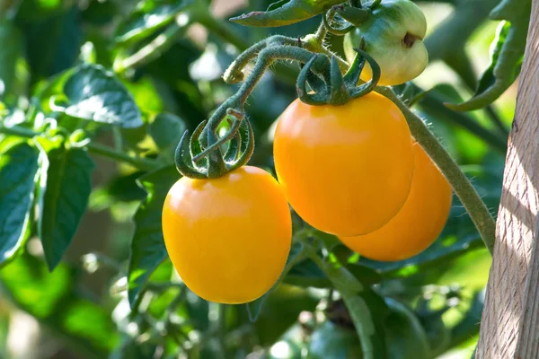 Tomate —  Fotos de Stock