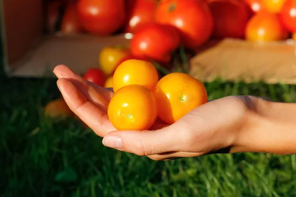 Tomate —  Fotos de Stock