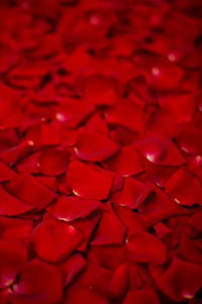 Achtergrond van rode rozenblaadjes — Stockfoto