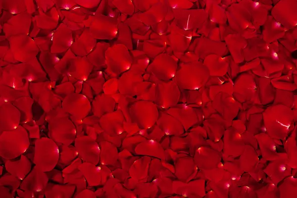 Sfondo di petali di rosa rossa — Foto Stock