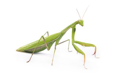 Beyaz bir arka plan üzerinde izole mantis