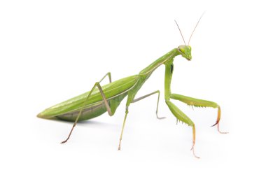 Mantis isolated on a white background clipart