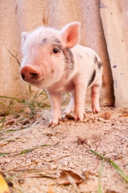 sevimli bir çamurlu piglet açık havada f üzerinde çalışan bir close-up