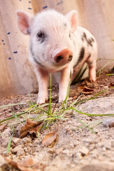 F 外を駆け回ってかわいい泥子豚のクローズ アップ — ストック写真