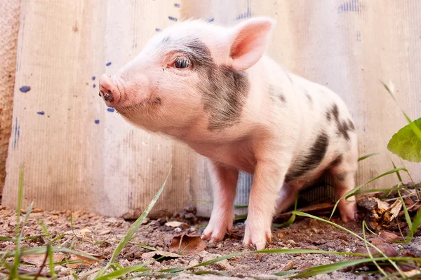 Close-up of a cute muddy piglet running around outdoors on the f — Stock Photo, Image
