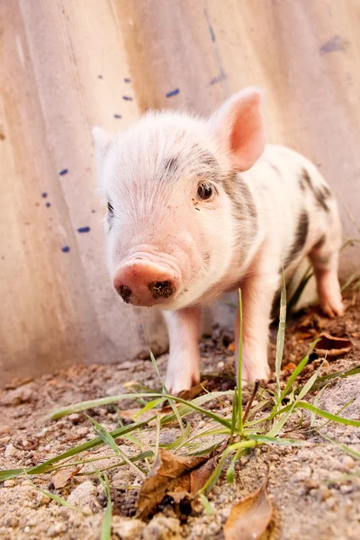 Primer plano de un lindo lechón fangoso corriendo al aire libre en la f — Foto de Stock