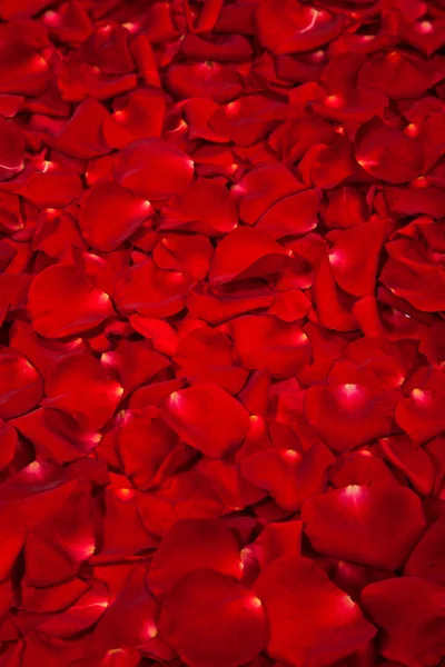 红玫瑰花瓣的背景 — 图库照片