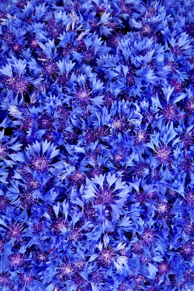 美丽的春天的花朵蓝色背景上的矢车菊 — 图库照片