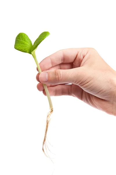 Male hand hold a small sprout and an earth handful — Stock Photo, Image