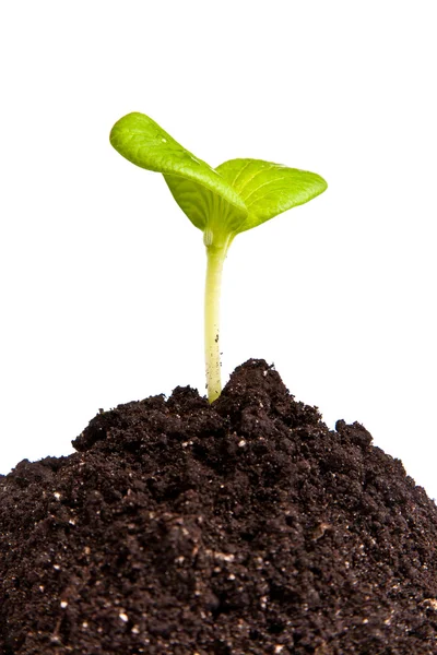 Heap vuil met een groene plant sprout geïsoleerd — Stockfoto