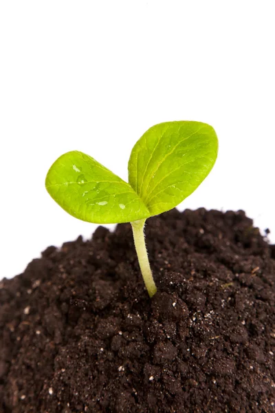 Montón de tierra con un brote de planta verde aislado — Foto de Stock