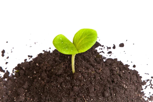 Heap dirt with a green plant sprout isolated — Stock Photo, Image