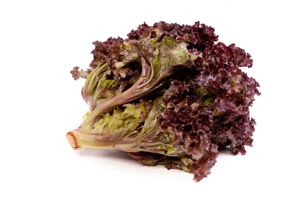 Fresh red Lettuce isolated on white — Stock Photo, Image