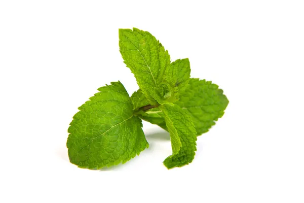 Mint leaves on white background — Stock Photo, Image