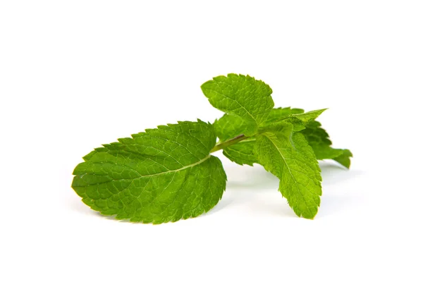 Mint leaves on white background — Stock Photo, Image