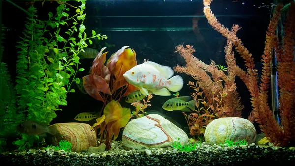 Рибки акваріумні прісноводні — стокове фото