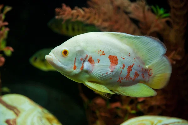 Acuario tropical de agua dulce —  Fotos de Stock