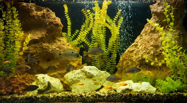 Tropikal tatlı su akvaryumu — Stok fotoğraf