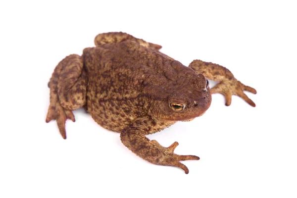 Crapaud isolé sur fond blanc — Photo