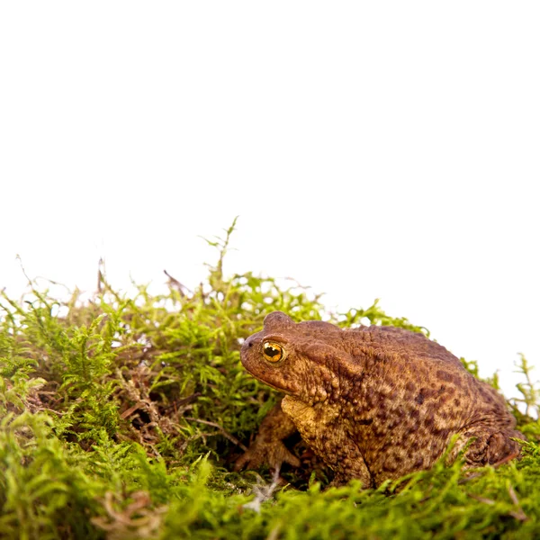 Toad está sentado sobre musgo en White —  Fotos de Stock