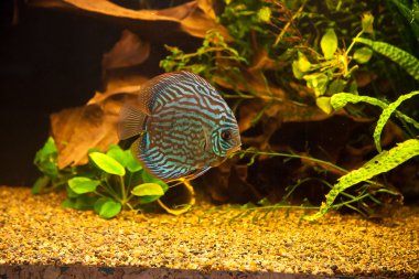 symphysodon discus spieces tropikal balık akvaryum