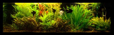 tatlı su akvaryum balık pterophyllum scalare ile