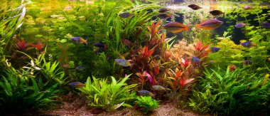 ttropical tatlı su Akvaryum balıkları ile