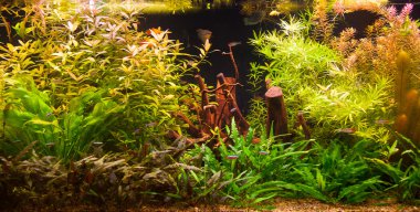 ttropical tatlı su Akvaryum balıkları ile