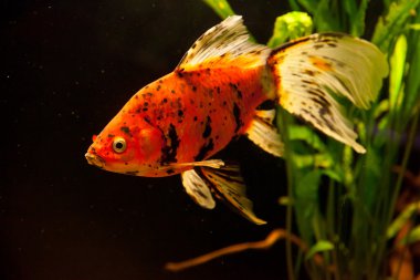 ttropical tatlı su akvaryumu goldfishes ile