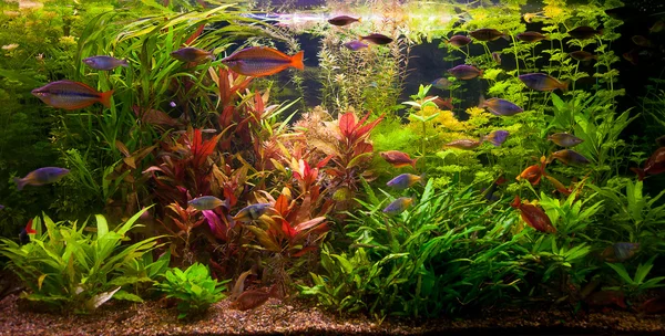 Ttropical freshwater aquarium with fishes — Stock Photo, Image