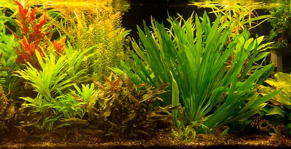 Aquarium d'eau douce tropicale avec poissons — Photo