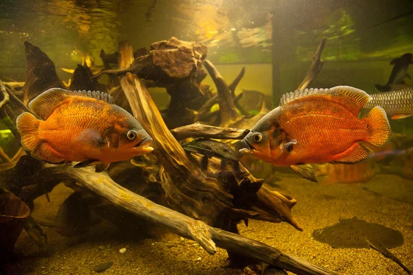 Acquario d'acqua dolce tropicale con pesci — Foto Stock