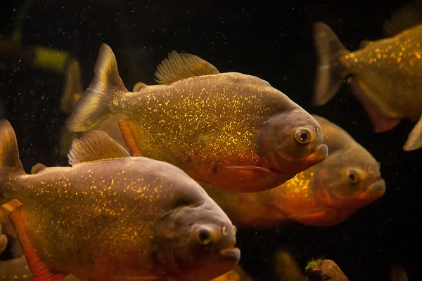 Stim av piranha fiskar i ett akvarium — Stockfoto