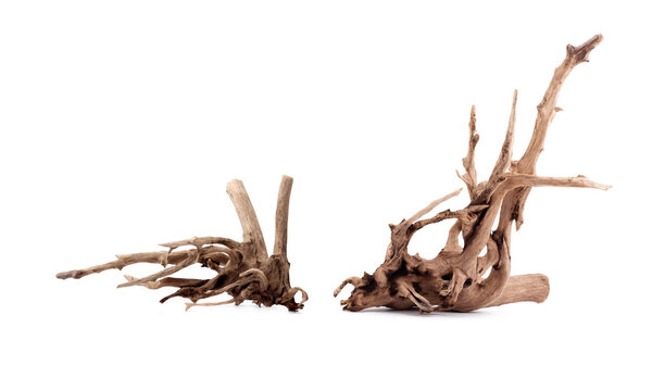 Dry dead snag isolated on white background