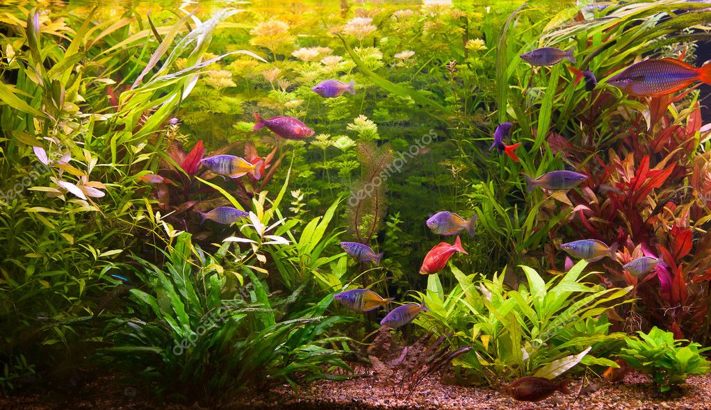 Ttropical freshwater aquarium with fishes — Stock Photo © bloodua 13866565