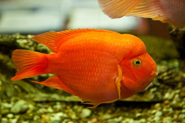 Acquario tropicale d'acqua dolce — Foto Stock