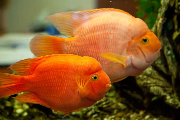 Acquario tropicale d'acqua dolce — Foto Stock