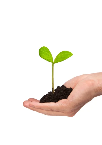 Male hand hold a small sprout and an earth handful — Stock Photo, Image