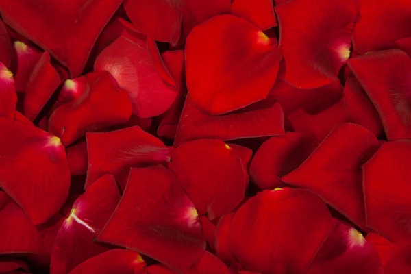 Pozadí okvětních lístků červené růže — Stock fotografie