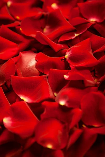 Achtergrond van rode rozenblaadjes — Stockfoto